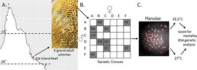 Genetic Variation in Heat Tolerance of the Coral Platygyra Daedalea Indicates Potential for Adaptation to Ocean Warming